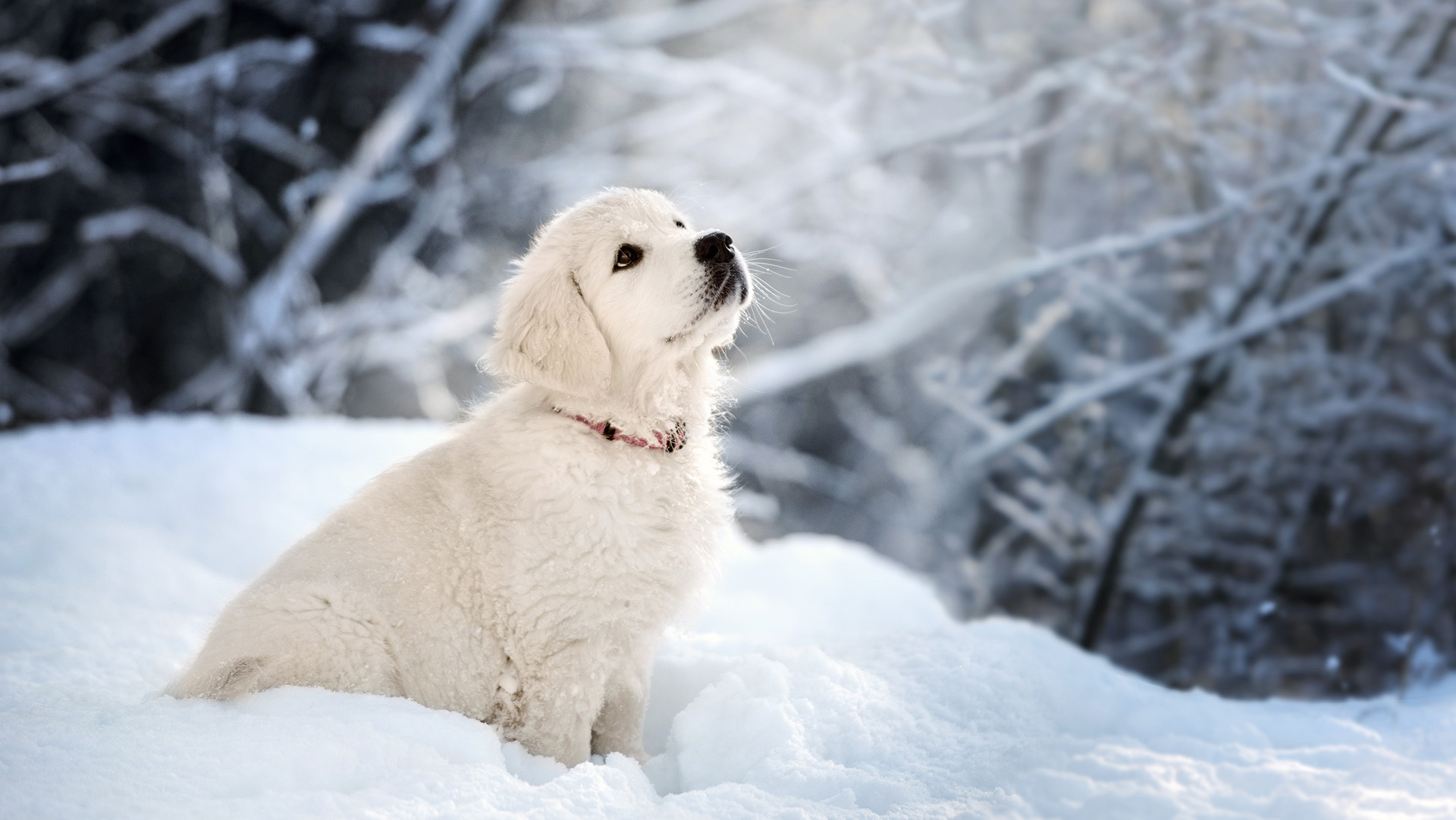 Background Puppy Snow