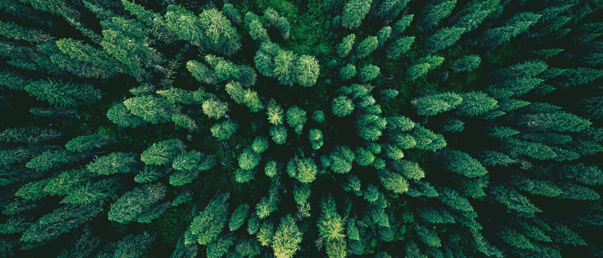 Aerial Pine Trees